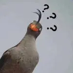 疑问